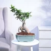 Ficus Bonsai Plant