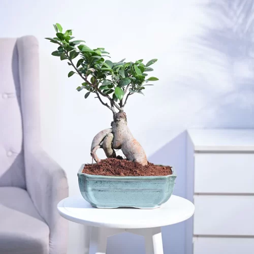 Ficus Bonsai Plant