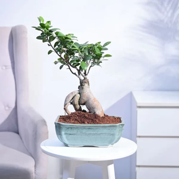 Ficus Bonsai Plant