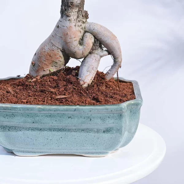Ficus Bonsai Plant