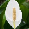 Live Peace Lily or Spathiphyllum Plant Air purifier Good luck plant