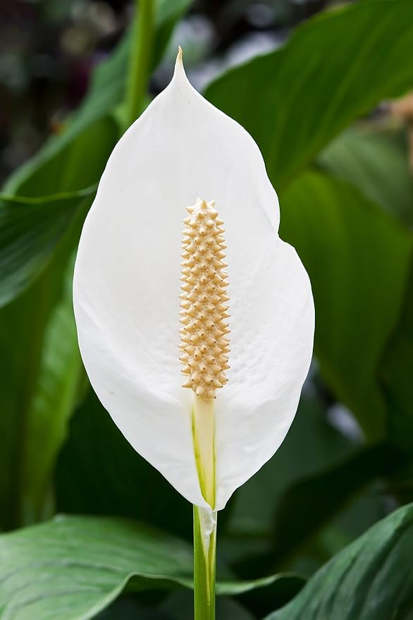 61KChviXlXL._SY879_ Live Peace Lily or Spathiphyllum Plant Air purifier Good luck plant