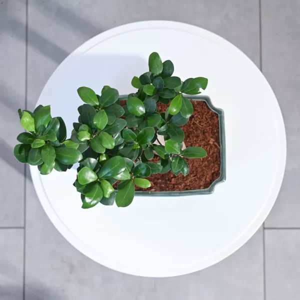 Ficus Bonsai Plant
