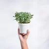 Fittonia Green Plant (Nerve Plant)
