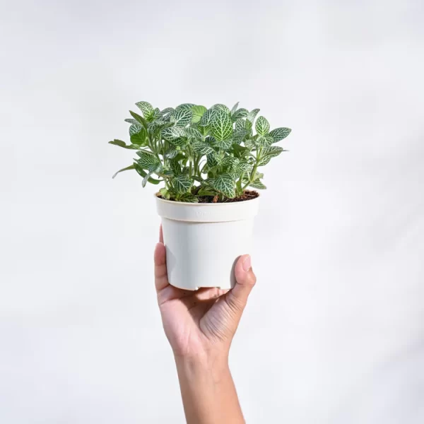 Fittonia Green Plant (Nerve Plant)