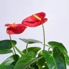 Anthurium Red Plant