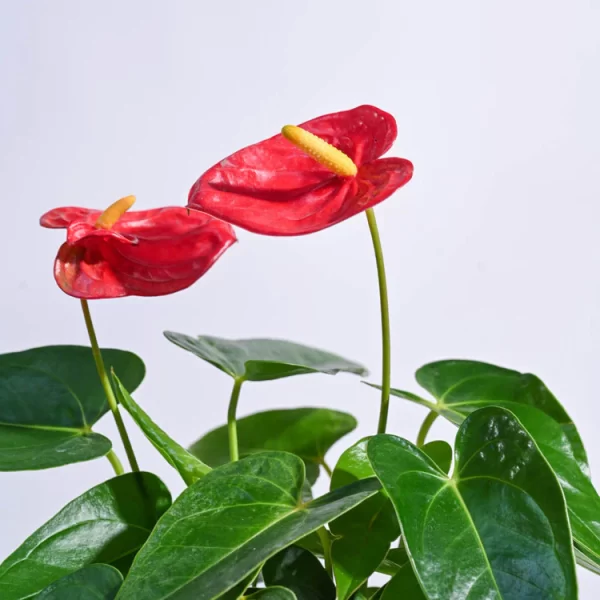 Anthurium Red Plant