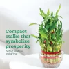 Lucky Bamboo Plant - 3 Layer