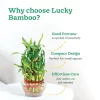 Lucky Bamboo Plant - 3 Layer