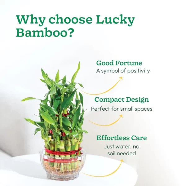 Lucky Bamboo Plant - 3 Layer