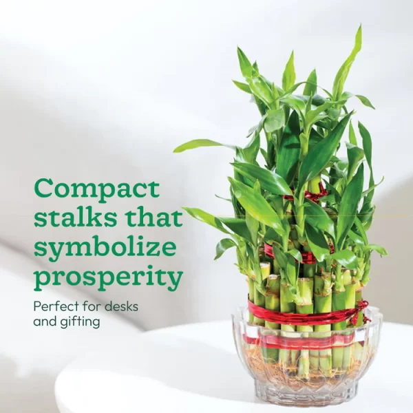 Lucky Bamboo Plant - 3 Layer