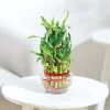 Lucky Bamboo Plant - 3 Layer