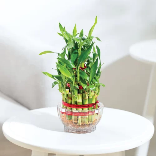 Lucky Bamboo Plant - 3 Layer