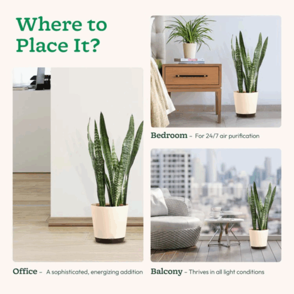 Snake Plant