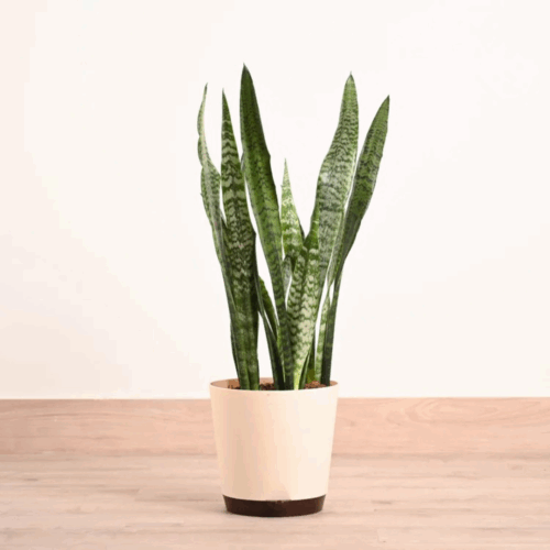 Snake Plant