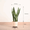 Snake Plant