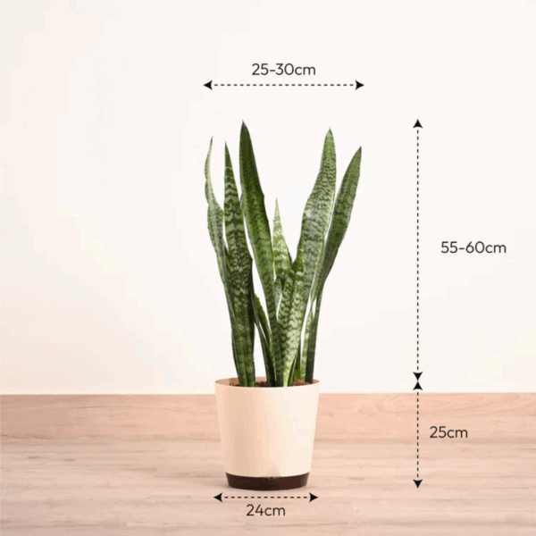 Snake Plant