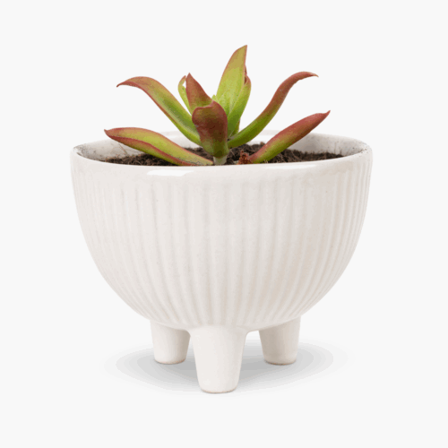 Red Pagoda Ceramic Planter