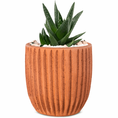 Haworthia Tortuosa