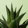 Haworthia Tortuosa
