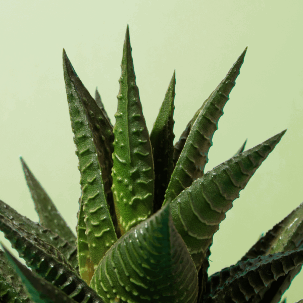 Haworthia Tortuosa