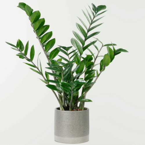 Zamia Green - ZZ Plant