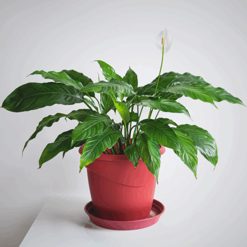 Live Peace Lily or Spathiphyllum Plant Air purifier Good luck plant