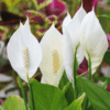 Live Peace Lily or Spathiphyllum Plant Air purifier Good luck plant