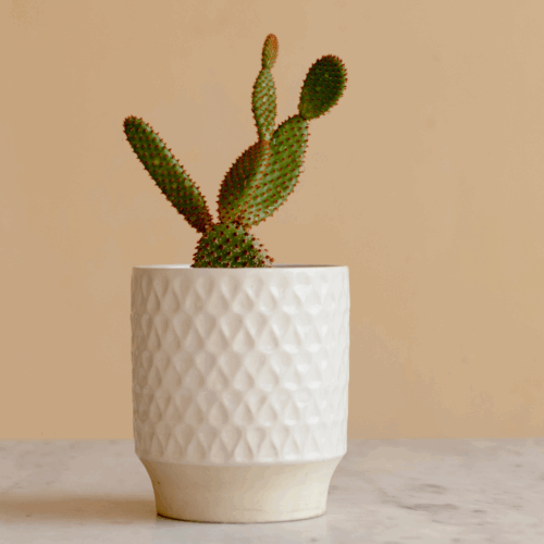 Red Bunny Cactus, Opuntia microdasys - Cactus Plant in Terracotta Pot