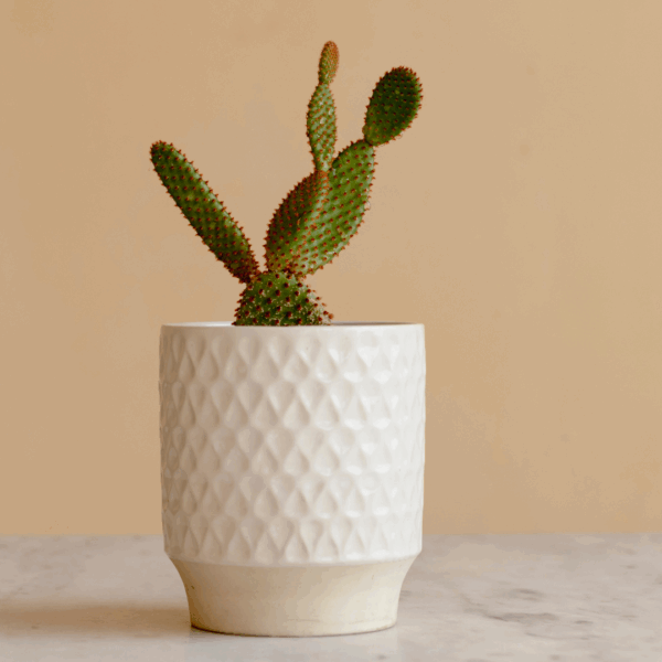 Untitled design (43) Red Bunny Cactus, Opuntia microdasys - Cactus Plant in Terracotta Pot