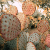 Red Bunny Cactus, Opuntia microdasys - Cactus Plant in Terracotta Pot