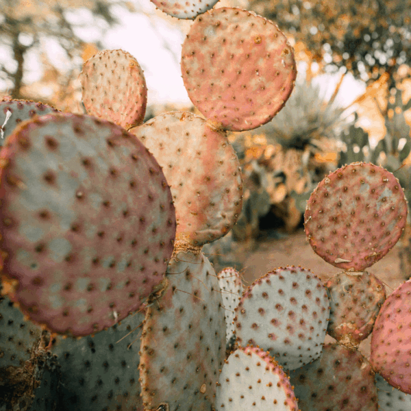 Untitled design (44) Red Bunny Cactus, Opuntia microdasys - Cactus Plant in Terracotta Pot