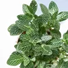 Fittonia Green Plant (Nerve Plant)