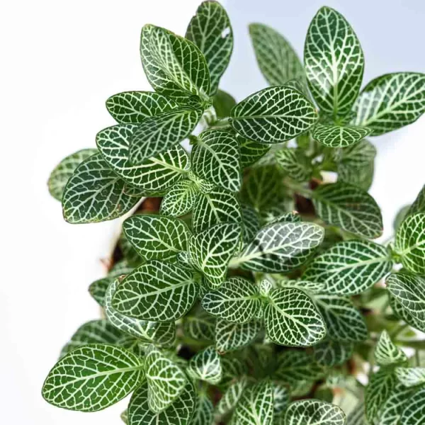 Fittonia Green Plant (Nerve Plant)